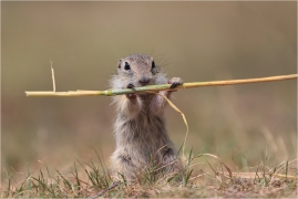 <p>SYSEL OBECNÝ (Spermophilus citellus) --- /European ground squirrel - Europäisches Ziesel/</p>